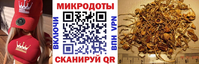 Галлюциногенные грибы Psilocybine cubensis  Андреаполь 